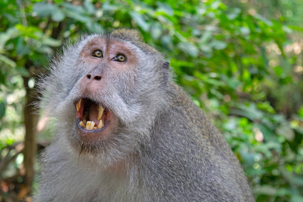 istock Balinese Long-Tailed Monkeys at the Sacred Monkey Forest Temple Ubud Bali 1190376628