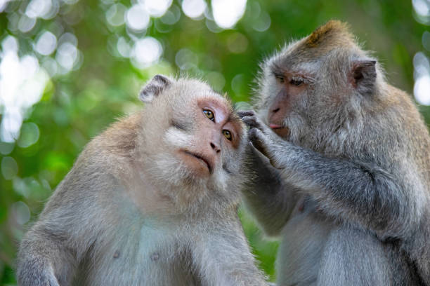istock Balinese Long-Tailed Monkeys at the Sacred Monkey Forest Temple Ubud Bali 1190376633
