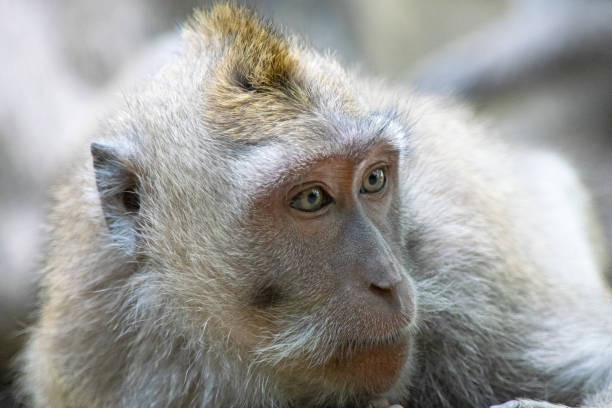 istock Balinese Long-Tailed Monkeys at the Sacred Monkey Forest Temple Ubud Bali 1190376647