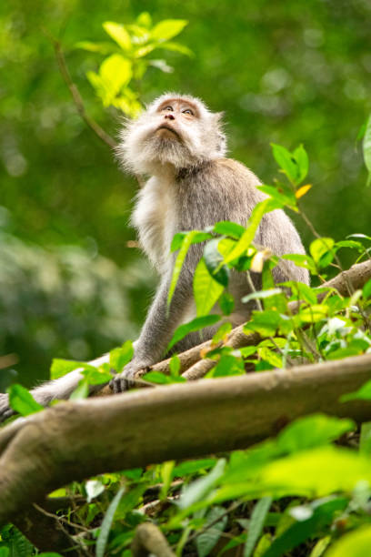 istock Balinese Long-Tailed Monkeys at the Sacred Monkey Forest Temple Ubud Bali 1190377790