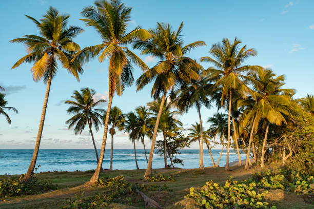 istock Ocean view through palm trees at sunset, serene background 1190378086