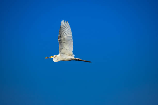 istock Great Egret (ardea alba) flies in blue sky. Freedom concept. Copy space. 1190378371