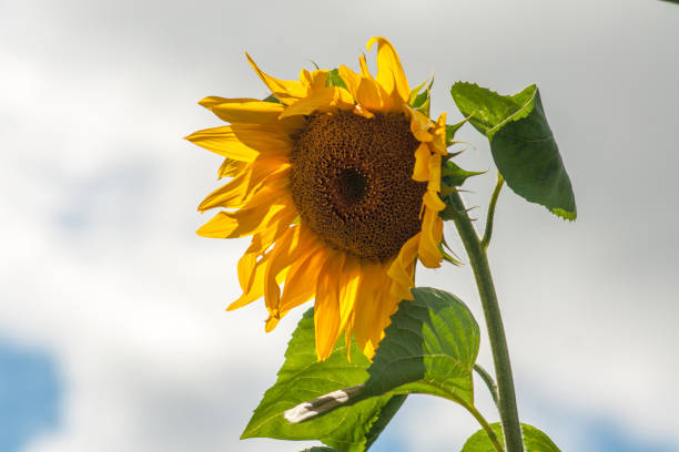 istock Blooming sunflower on a background of clouds. Close-up 1190380505
