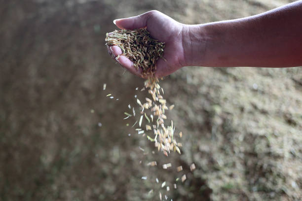 istock Agriculture: Largest Paddy Factory in Selangor, Malaysia 1190382988