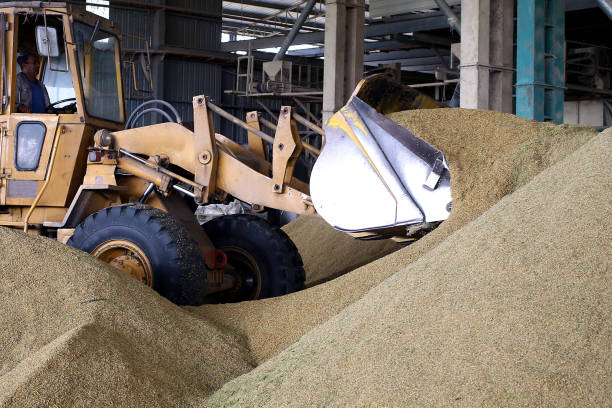 A male adult driving tractor scooping fresh paddy harvest.