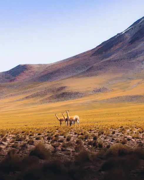 Group of guanaco walking on the sand land with view of colorful volcano at Atacama desert, Chile