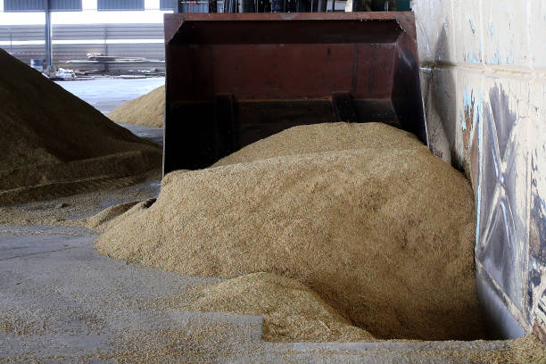 istock Agriculture: Largest Paddy Factory in Selangor, Malaysia 1190383665
