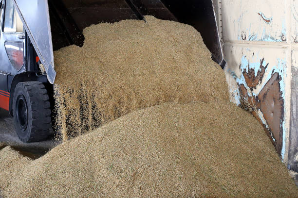 istock Agriculture: Largest Paddy Factory in Selangor, Malaysia 1190383708