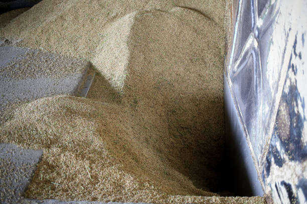 istock Agreculture: Largest Paddy Factory in Selangor, Malaysia 1190383714