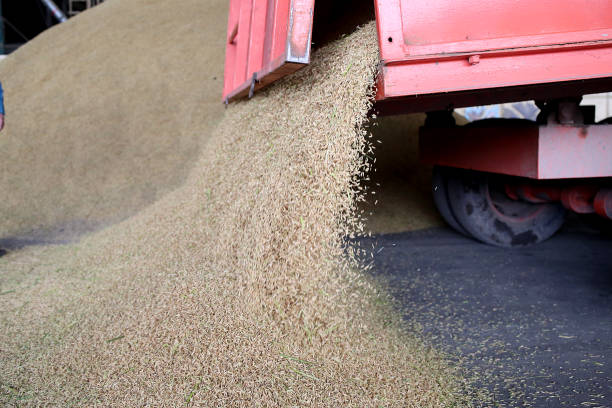 istock Agriculture: Largest Paddy Factory in Selangor, Malaysia 1190384843