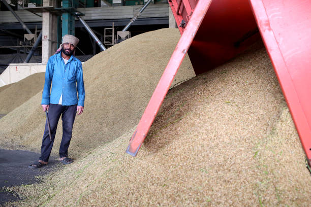 istock Agriculture: Largest Paddy Factory in Selangor, Malaysia 1190384851
