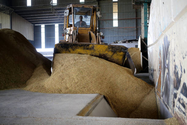 istock Agriculture: Paddy Factory in Selangor, Malaysia 1190385547