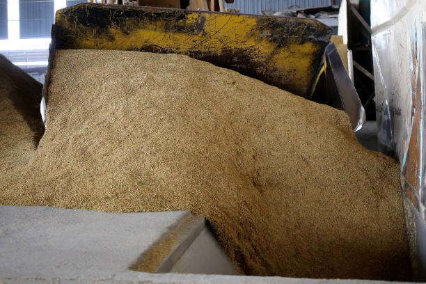 istock Agriculture: Paddy Factory in Selangor, Malaysia 1190385667