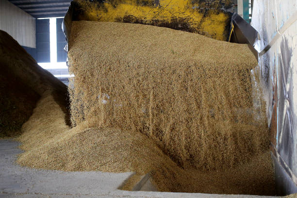 istock Agriculture: Paddy Factory in Selangor, Malaysia 1190385755