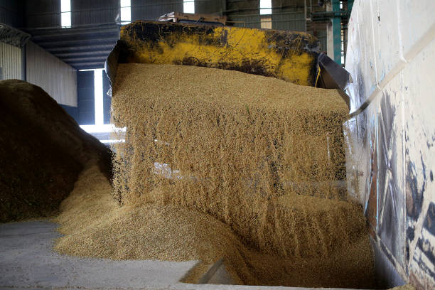 istock Agriculture: Paddy Factory in Selangor, Malaysia 1190385863