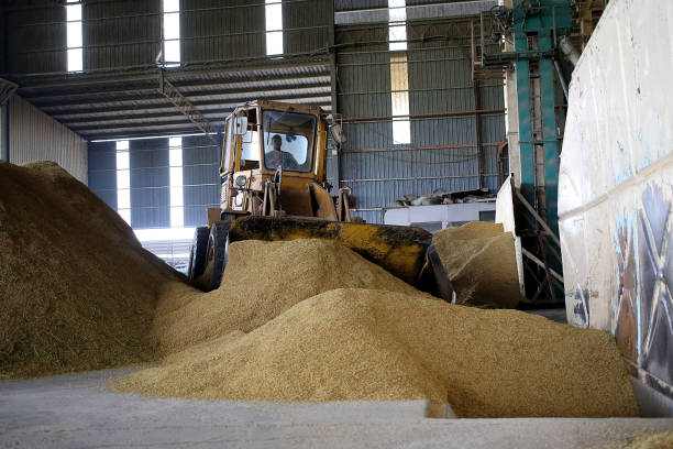 istock Agriculture: Paddy Factory in Selangor, Malaysia 1190385870