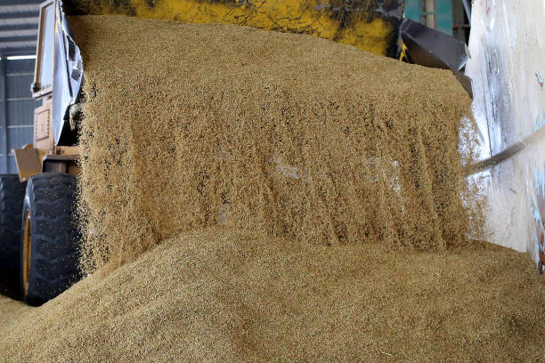 istock Agriculture: Paddy Factory in Selangor, Malaysia 1190385959