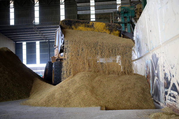 istock Agriculture: Paddy Factory in Selangor, Malaysia 1190386025