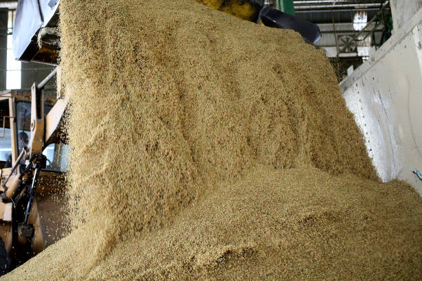 istock Agriculture: Paddy Factory in Selangor, Malaysia 1190386034