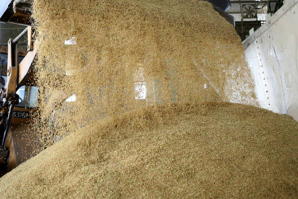 istock Agriculture: Paddy Factory in Selangor, Malaysia 1190386161