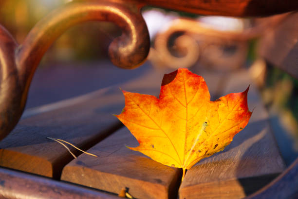 istock Colorful autumn leaf on the bench in park 1190386813