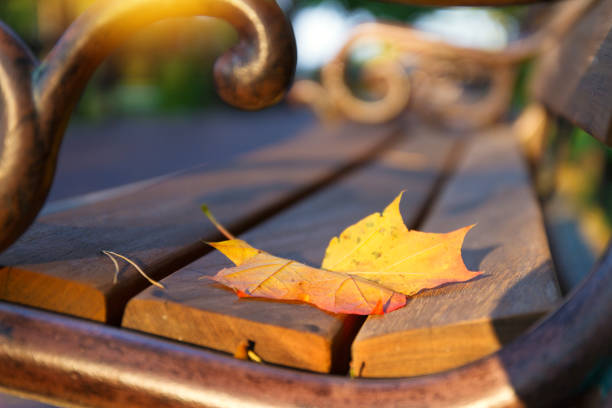 Colorful autumn leaf on the bench in park