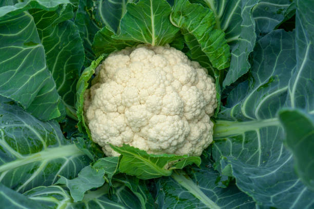 kalafior rośnie w glebie organicznej w ogrodzie na obszarze warzyw. głowica kalafiora w warunkach naturalnych, zbliżenie - cauliflower zdjęcia i obrazy z banku zdjęć