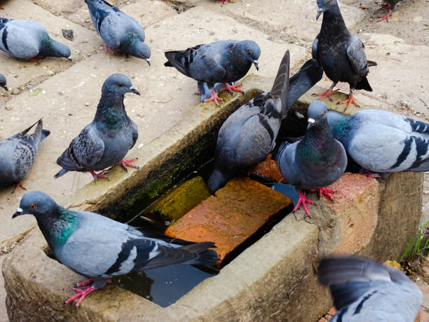 istock Pigeons and doves 1190388316
