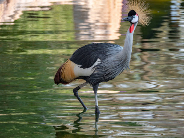 The grey crowned crane, also known as the African crowned crane, golden crested crane, golden crowned crane, East African crane, East African crowned crane, Eastern crowned crane, South African crane, is a bird in the crane family, Gruidae.