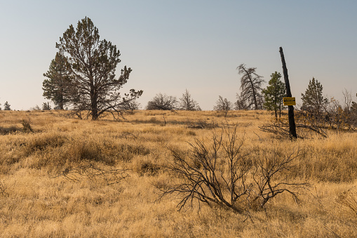 Dried grass and branches and a burned tree with a No Pass sign, closed area, Indian reservation in Warm Springs, Oregon, USA.