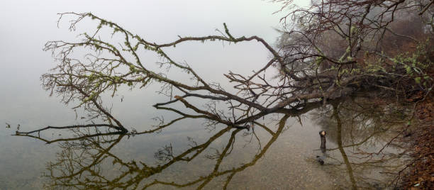 istock Moss covered dead oak tree fallen sideways on pond in foggy morning 1190393079