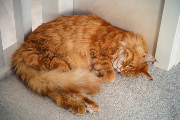 istock Red maine coon cat sleeping on a carpet 1190393401