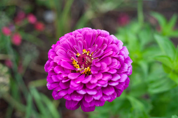 Big isolated purple zinnia on the green background.