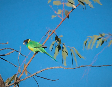 An Australian Ringneck Parrot (Barnardius Zonarius) high up in a eucalyptus tree in Alice Springs, Australia. Processed in a painterly style.