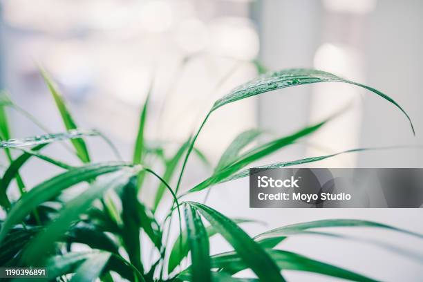 Voeg Wat Leven Toe Aan Je Ruimte Stockfoto en meer beelden van Kantoor - Kantoor, Plant, Planten