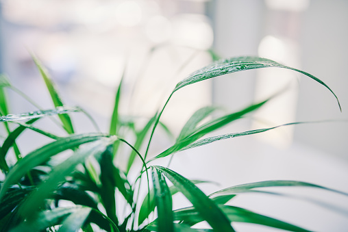 Cropped shot of a plant in an office
