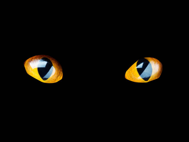 Eyes of a cat on a black background