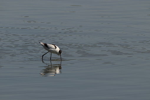 Pied avocet have slender bill with characteristically curved tip. When foraging in shallow water or on mudflat, bill swings laterally on water or mud surface to detect and single out the preys. In this figure, you can see the bill of a pied avocet. By sifting laterally, they can single out the preys more easily. Diet mainly includes aquatic insects, crustaceans and molluscs. It is a relatively good swimmer because of its semi-webbed feet.