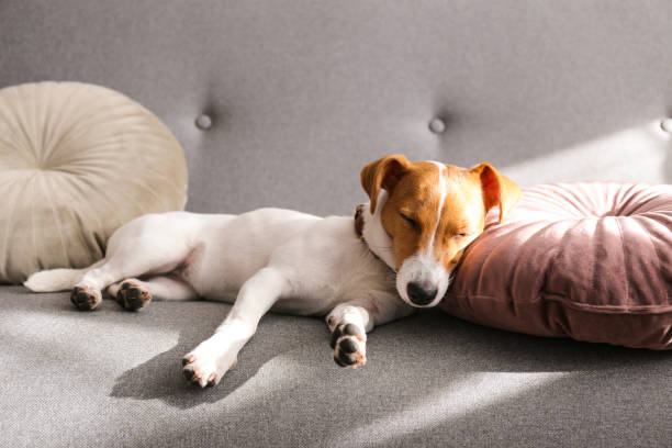 istock Funny small breed dog resting on the couch at home 1190407139