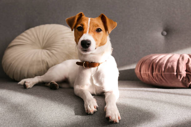istock Funny small breed dog resting on the couch at home 1190407155