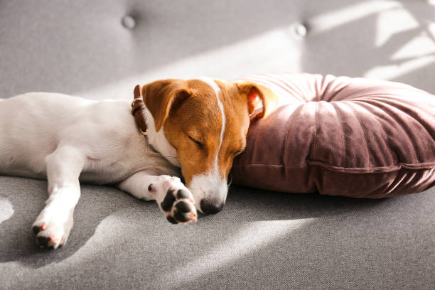 istock Funny small breed dog resting on the couch at home 1190407156