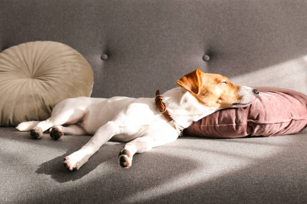 istock Funny small breed dog resting on the couch at home 1190407157