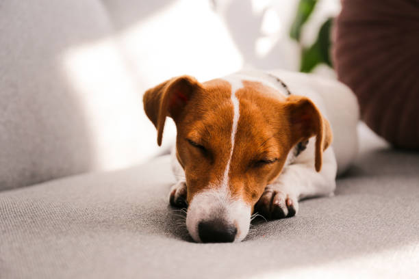 istock Funny small breed dog resting on the couch at home 1190407160