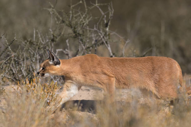 istock Wild Caracal hunting in vegetation 1190408633
