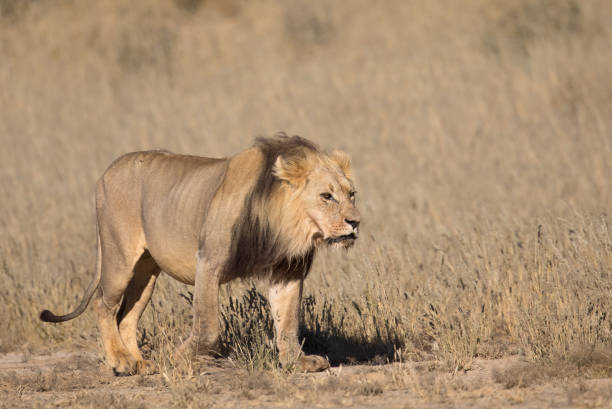 istock Male Lion walking 1190409355