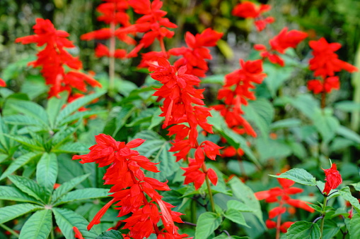 Close-up Red Salvia flower in the garden