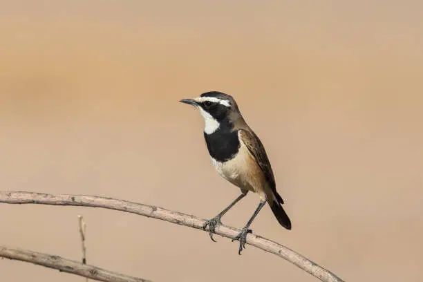 An adult Capped Wheatear (Oenanthe pileata) perched on a twig against a blurred plain background, Northern Cape province, South Africa