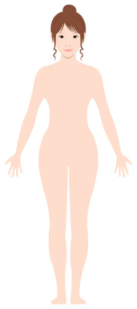 ilustrações de stock, clip art, desenhos animados e ícones de standing woman's nude body silhouette / outline shape vector illustration - mannequin naked female doll