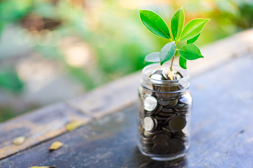 Green plant on coin in glass jar with blur nature background. business financial banking saving concept. investment profit income. marketing startup success.