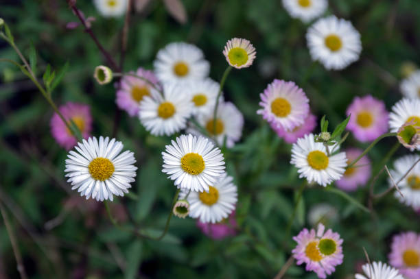 istock Erigeron karvinskianus in bloom 1190412526
